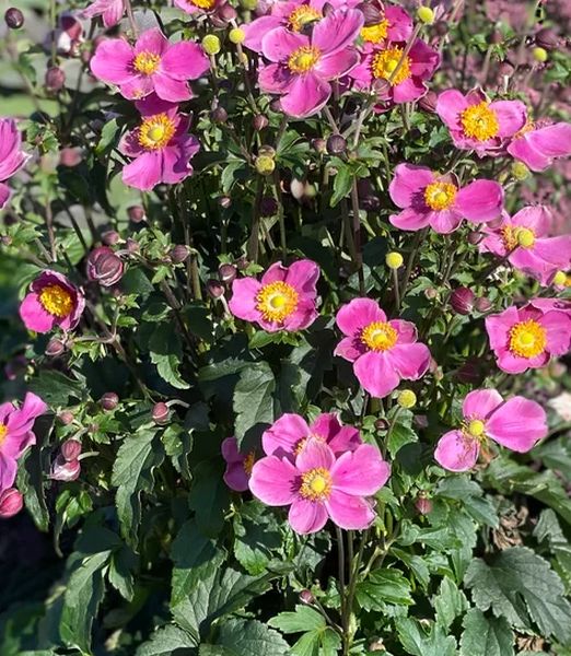 Anemone hupehensis 'Emmy Deep Rose'